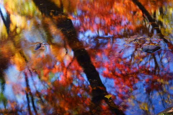 단풍이 강물을 향해 떨어지듯 삶으로 나아가야지 [아미랑]