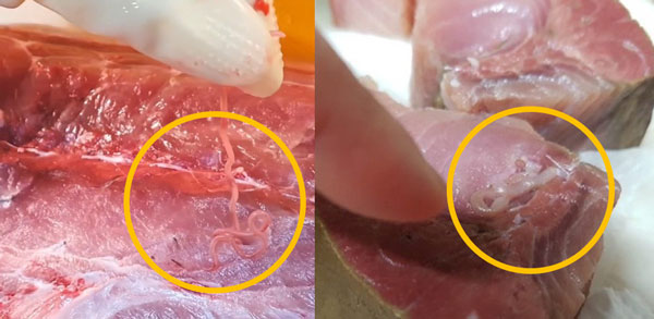 “대방어에서 기생충 나왔다” 호소 많던데… 먹어도 되는 걸까?