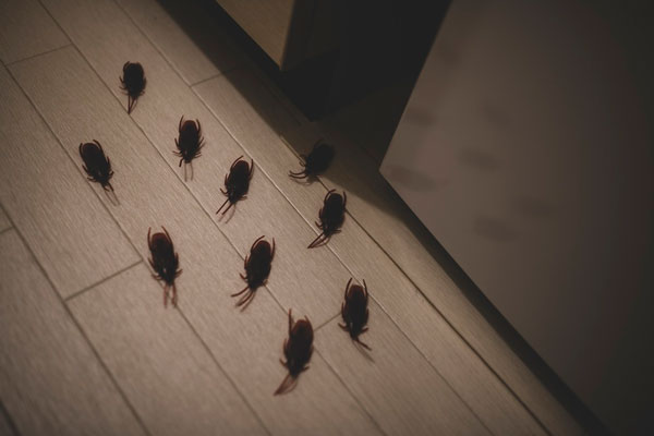 “소름만 끼치는 것 아녔다” 바퀴벌레 많은 집, ‘이것’ 조심을… 뭘까?