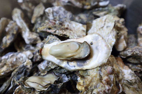 日, “이 정도 심각한 상황 처음”… 굴 집단 폐사, 무슨 일?