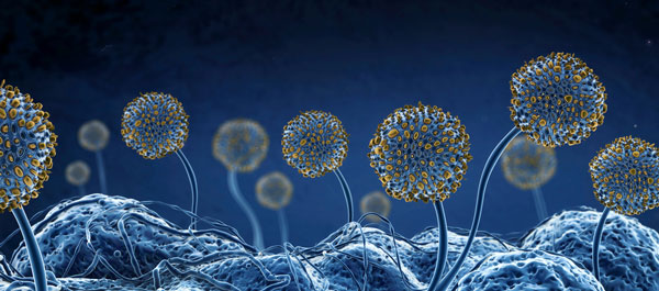 ‘숲 출신’ 곰팡이는 알레르기 염증 덜 일으킨다