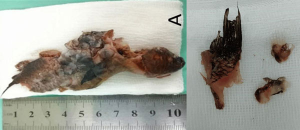 벌린 입 사이로 순식간에 ‘쑥’… 낚시 중이던 男, 황당 사연