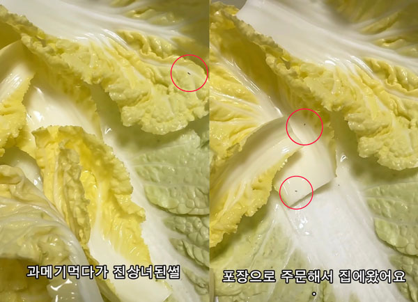 “배추에 생긴 반점인 줄”… 자세히 보니 ‘이것’, 무슨 일?
