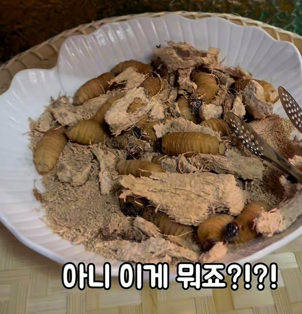 “살아있는 굼벵이로 초밥부터 피자까지”… 먹어도 괜찮을까?