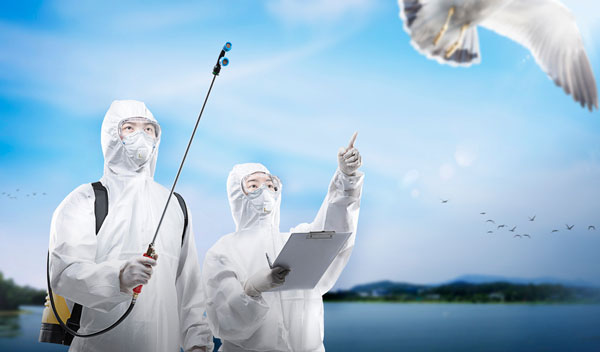 “사람 간 전파되면 코로나보다 심할 것”… 조류독감, 넥스트 팬데믹 후보?