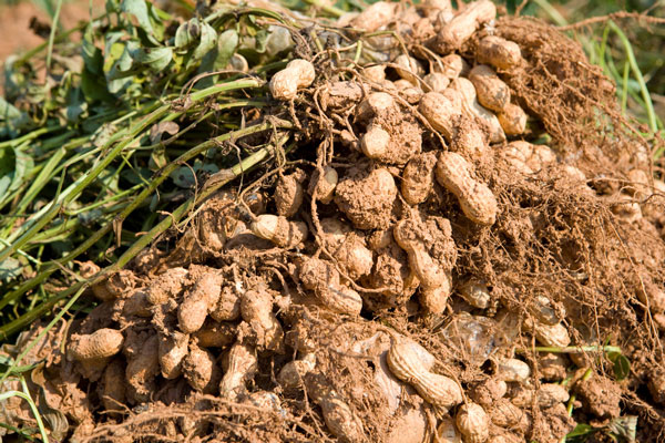 네덜란드 노인, “구운 ‘이것’ 먹고 기억력 개선”… 우리나라에도 흔한데, 뭘까?