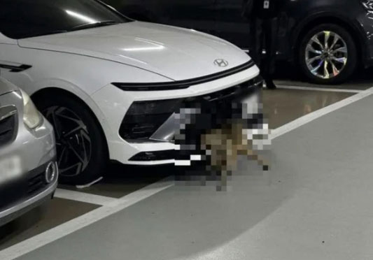 ���� �����