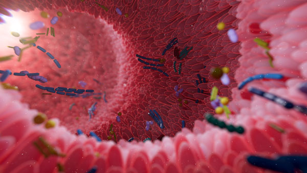 채소 ‘이렇게’ 먹다간… 腸 속 환경 되레 안 좋아질 수도