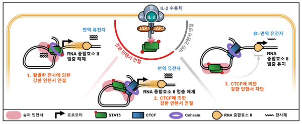 연세대 의대, 면역반응 조절 원리 규명‥ “면역질환·약물반응 이해 단서”