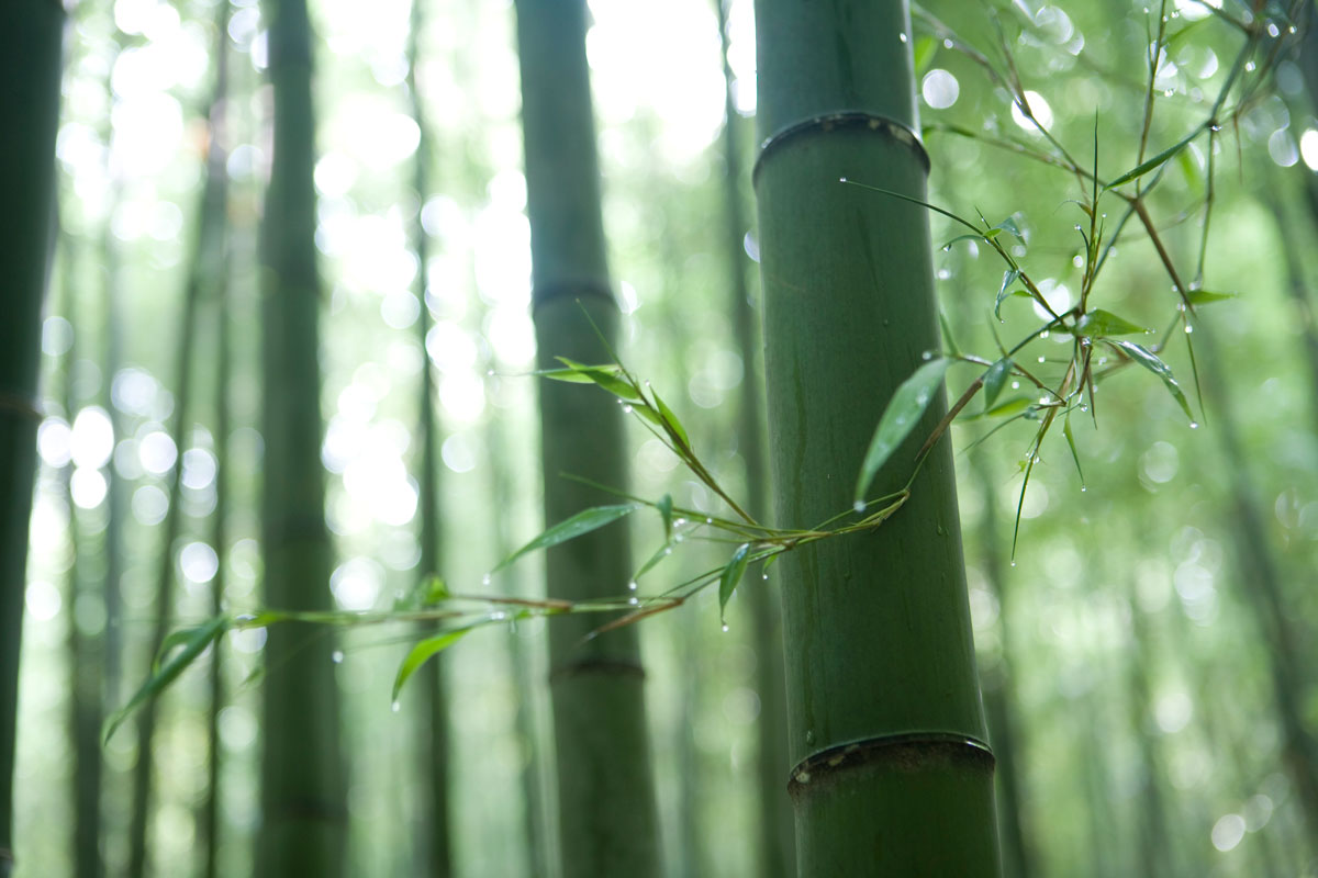 혈당 낮추는 수퍼푸드로 ‘대나무’가 뜬다고? 이유는