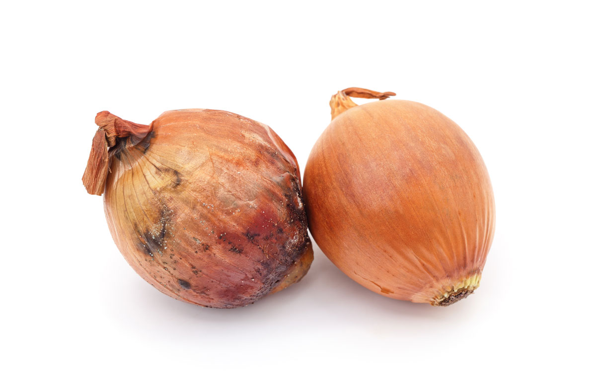 양파에 ‘이런 반점’ 생겼다면, 먹지 마세요… “독성 물질”