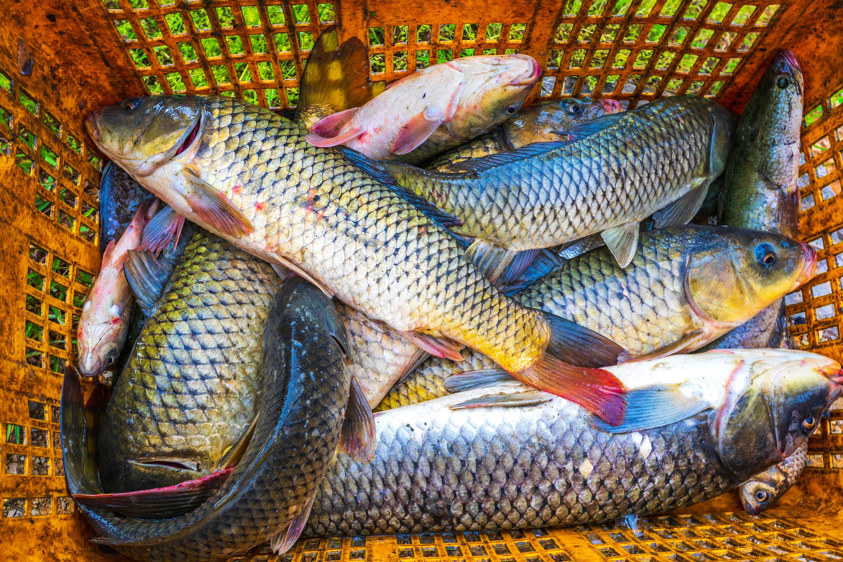 �ι����� ����