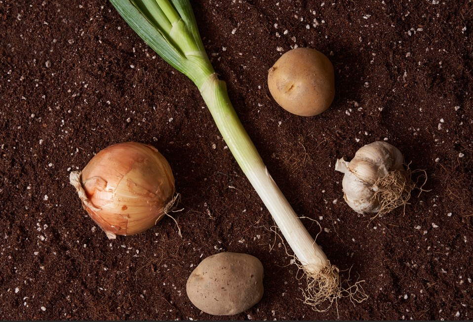 �Ŀ� ���� �̹���