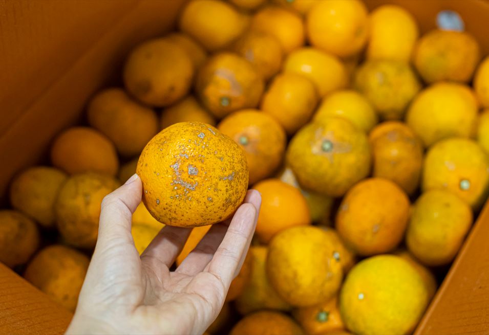 �ڽ��� ��� �ִ� ��