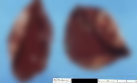 ��� ����