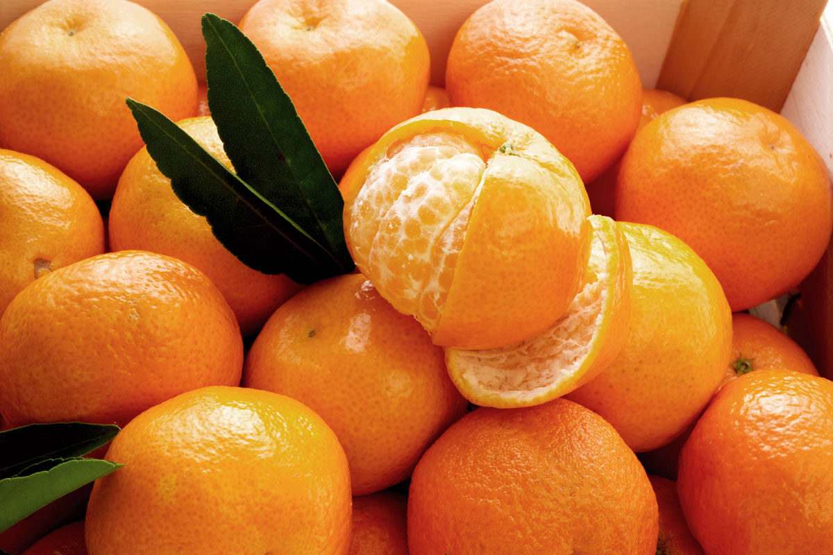 몸값 오른 감귤, 항산화 효과 제대로 보려면… ‘이렇게’ 보관해야