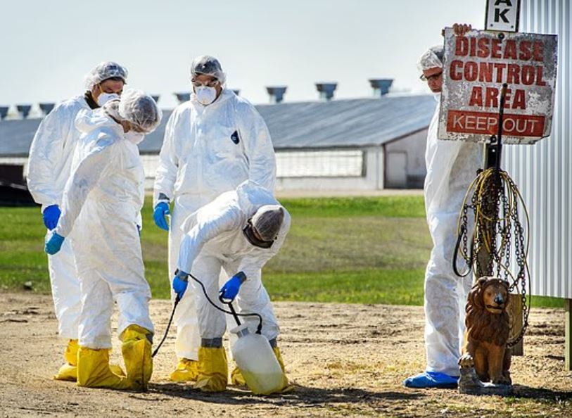 개·소에게만 퍼지던 ‘변종 바이러스’ 2종… 인류 위협할까