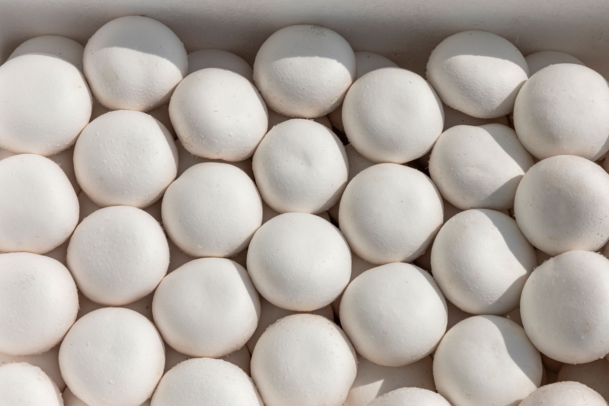 노화 막고 싶은 사람, ‘이것’ 다섯 개만 먹어봐요