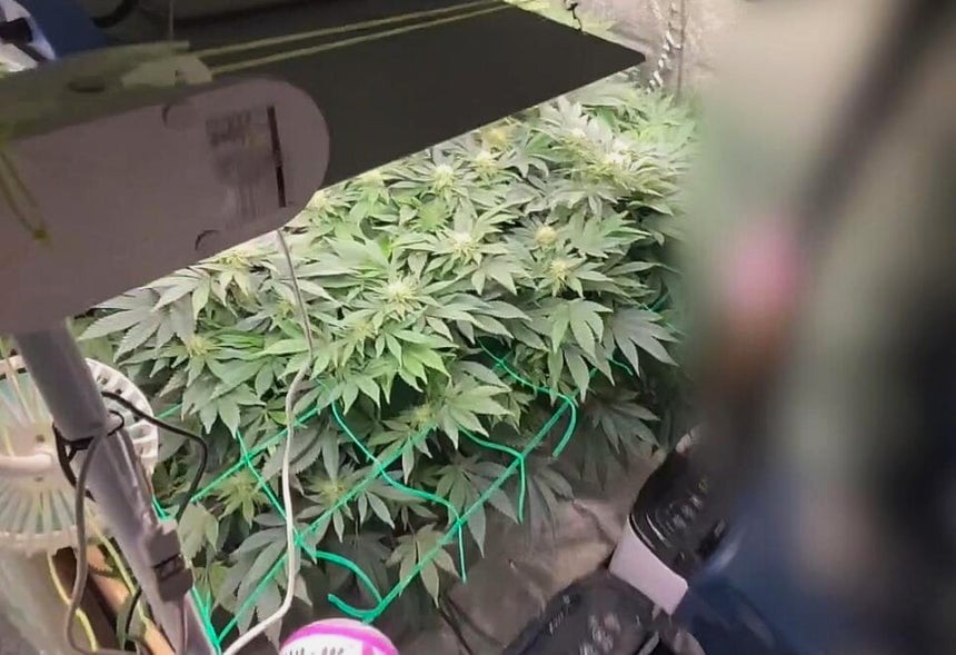 대마 재배 이미지