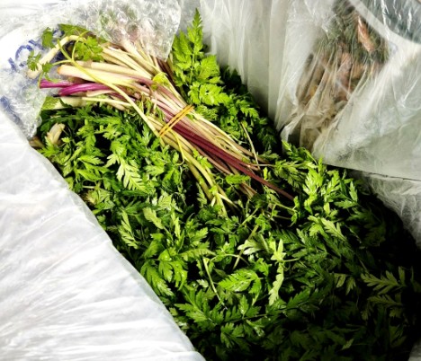 전호나물 이미지