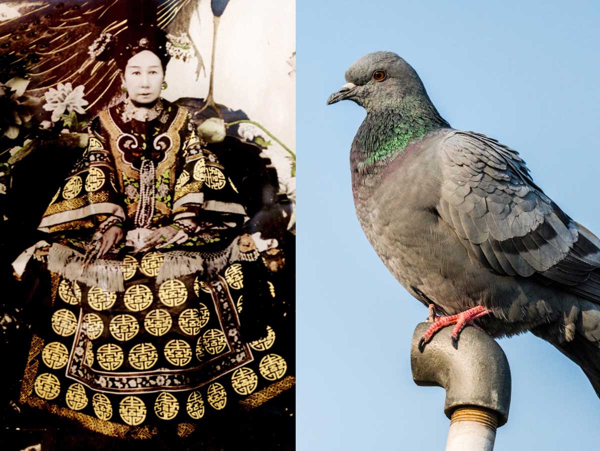 서태후, 비둘기 사진