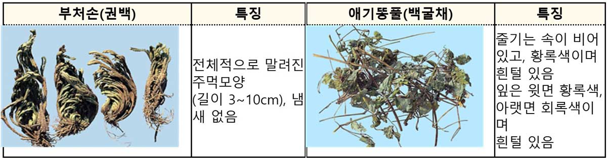 "'건강 차' 믿고 마셨는데"… 부처손·애기똥풀, 섭취 시 독성 위험