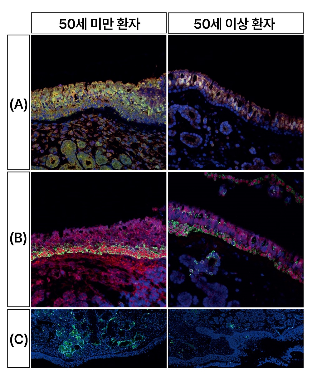세포 형광 염색 결과 사진