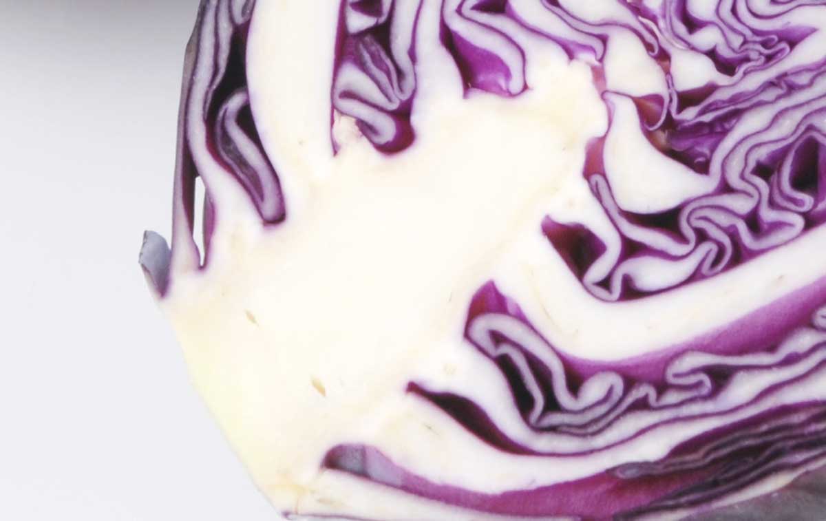 적양배추 이미지