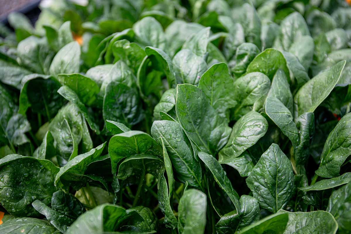 시금치 사진