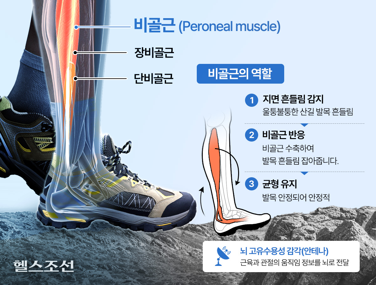 비골근 역할 그래픽