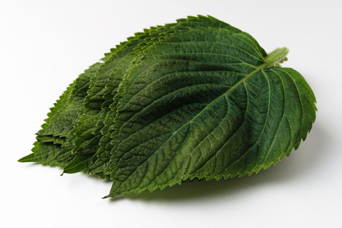 깻잎