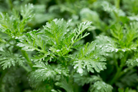 '�̰�' ���⹰�� �ڷγ� ���̷��� ���� ȿ��?