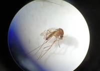 �泲�� �Ϻ����� �Ű� ��� ù �߰ߡ�"�߰� �߿�Ȱ�� ����"