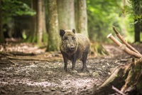 ���ص��� ������ �� 60�� ����, ������� ���� ���