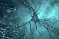 �������̸� ����ȭ�ϴ� ���̷����� ����������, �ž� �ĺ� ���� ..