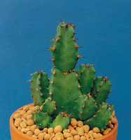 ���� ������ ���δٴ� �Ĺ��� ��ü