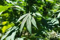 ���ѡ��ٱ⼭ ���͵� CBD�� ���븶���� ���ԡ������ϸ� ó��