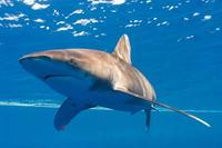 �߰ſ��� �ٴ�, ����ϴ� �� �ؼ����� ���� �����ұ�?