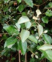 ��Ż���ε鿡�� ��ҽġ� �ѱ��� �θ� ���� �Ĺ���, Ż�� ���� ȿ..