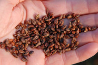 전립선 건강 염려될 때, 요즘 많은 ‘이 과일’ 먹어볼까