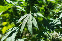 ���Ƿ�� �븶, ���� ��ȭ ȿ�� �� Ŀ��