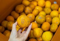 �����İ��� ������ �����١��� ��, ���̰������� ���� ������