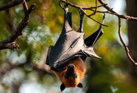 ‘차세대 팬데믹 후보’ 니파 바이러스, 인도서 첫 사망자 발생