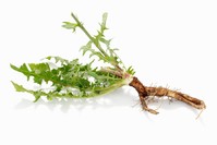 ���̾�Ʈ������ ���� ġĿ������ � ������?