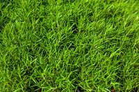 “몸속 염증 없애는 쉬운 방법” 끓는 물에 ‘이것’ 10분만 우려 마셔라