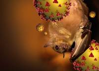 “치사율 최대 75%” 니파 바이러스, 팬데믹 될까?