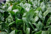 “뱃살 쏙 빼준다” 오늘부터 ‘이 채소’ 먹어볼까