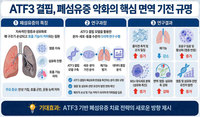 “폐 딱딱해지는 이유 찾았다”… 폐섬유화 악화 면역 기전 규명